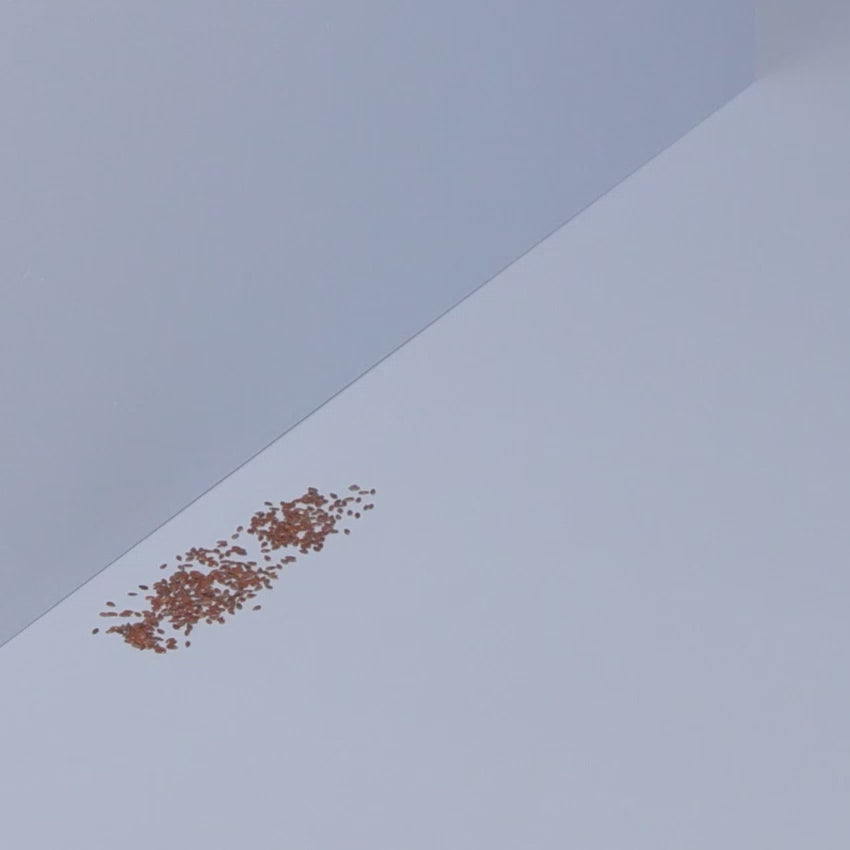 Shark Cordless PowerDetect Clean & Empty System